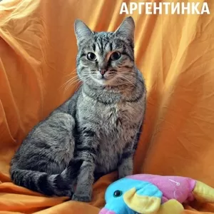 Отдам стерилизованную кошку