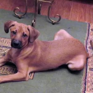 семимесячный рыжий пес Бельмандо помесь с риджбеком