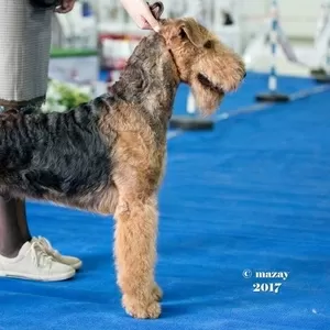 Щенки ЭРДЕЛЬТЕРЬЕРА от Чемпионов