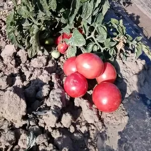 Продам помидоры розовые от производителя