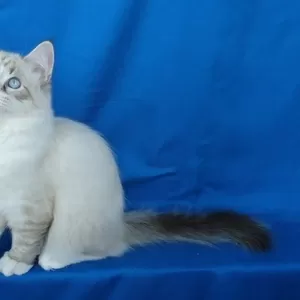 Сибирские,  Невские маскарадные котята
