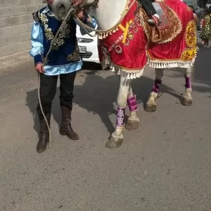 конь в Алматы