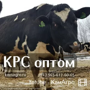 Продажа высокопродуктивных коров молочных пород оптом живым весом