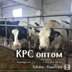 В продаже племенное маточное поголовье молодняка Черно-пестрой,  Холмог