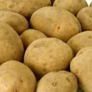 Семенной картофель из Беларуси