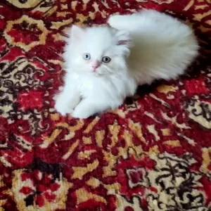 Продается персидский котенок