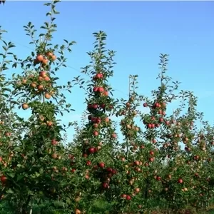 Сбор яблок в Польше – приглашаем на работу без посредников 