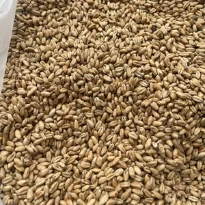 Пшеница неклассная (фуражная)