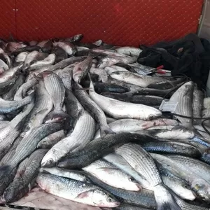 Продаю кефаль 700 ₸/кг — доставка по Актау