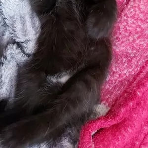 Отдам в хорошие руки котят Шотландской вислоухой породы