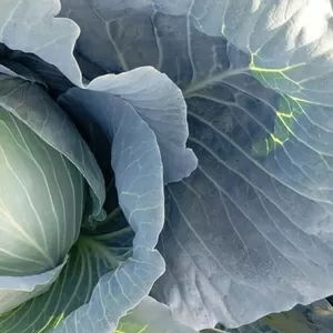 Продажа капусты белокачанной и других овощей,  такие как томаты, огурцы