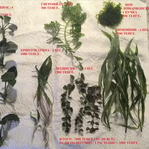 Продаются аквариумные растения.