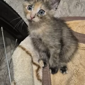 Котенок в добрые руки!