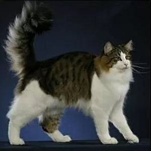 Котят породы лесной кот