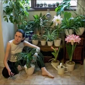 Цветы комнатные