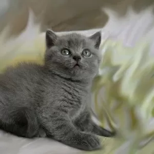 Котенок Скоттиш Фолд