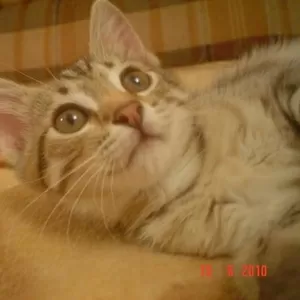 в добрые руки симпатичного котёнка!