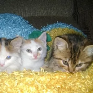 котят в хорошиеруки