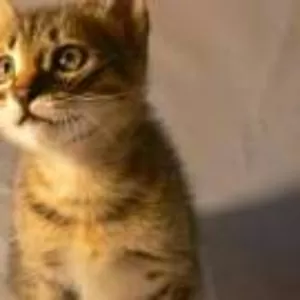 Котенок Крысолов 