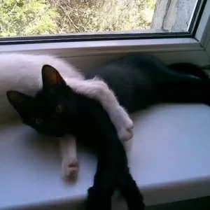 Отдам котят ТОЛЬКО в хорошие руки!