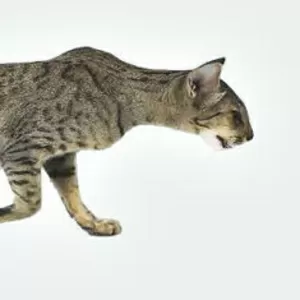 симпатичных сиамских котят