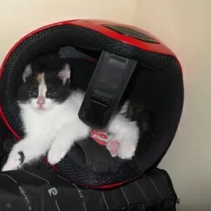 КОТЯТ В ХОРОШИЕ РУКИ