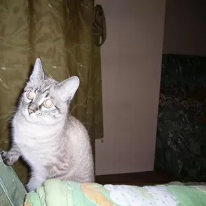   отдам в хорошие руки