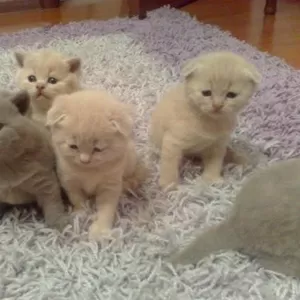 продам британских и шотландских вислоухих котят