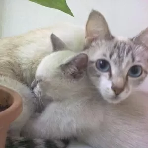 ОТДАДИМ В ХОРОШИЕ РУКИ- КОТЁНОК 1 месяц, окрас розовый 