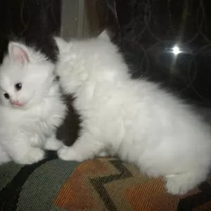 Продам не дорошо белых домашних котят.