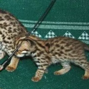  Элегантный экзотических котят.